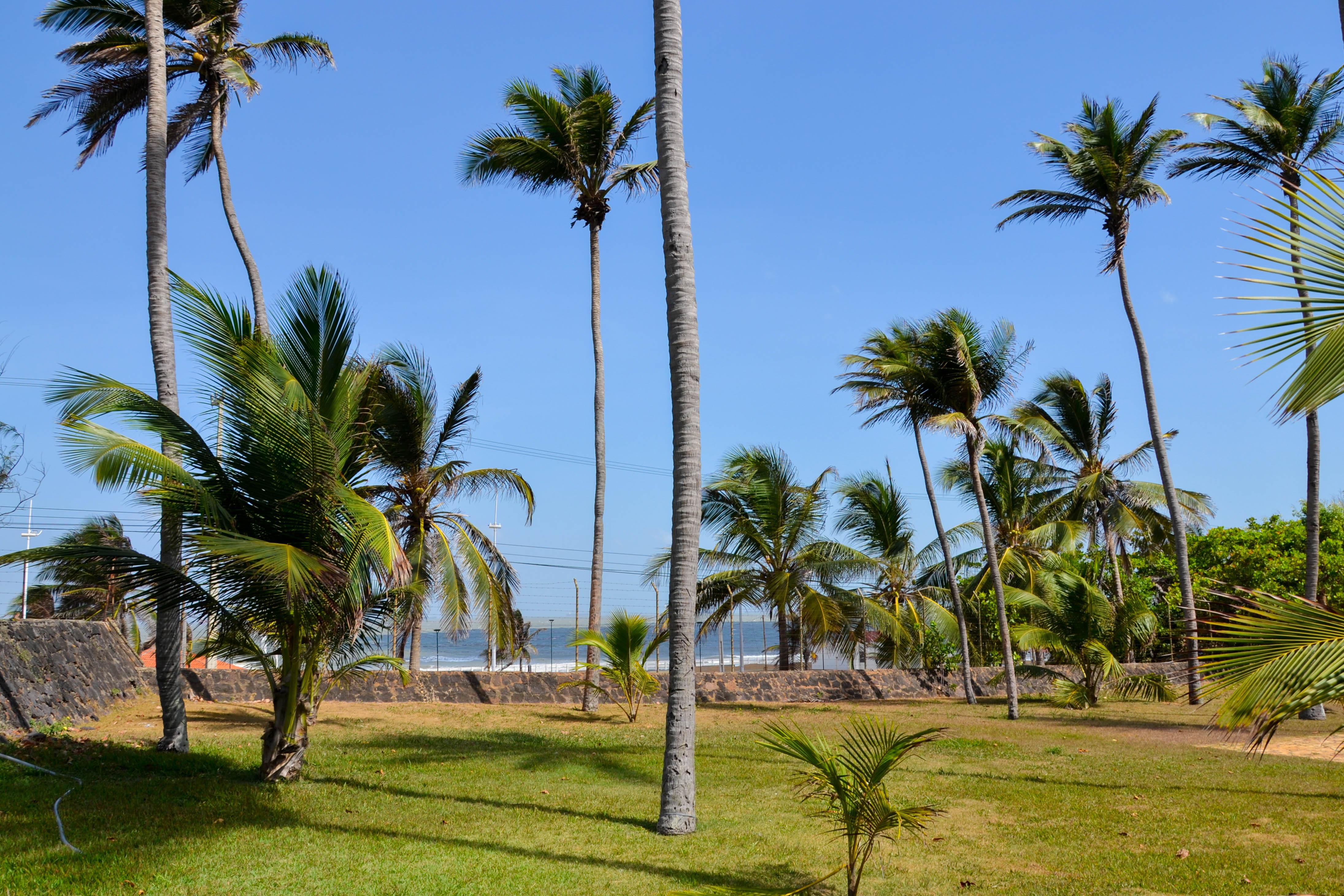 Blue Tree Towers Sao Luis Hotel Buitenkant foto Palm trees in the park